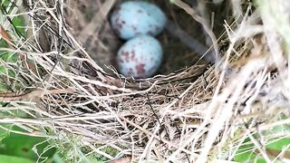 “A Hidden Nest Full of Beautiful Blue Eggs! 🥚💙”