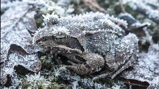 Prozen Frog