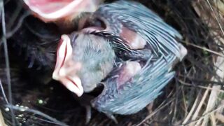 Baby Birds Waiting for Their Next Meal 🐦❤️
