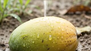 Viral ai video Nature’s Amazing Miracle 🥭