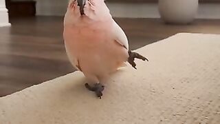 My cockatoo pretend to be hurt for a treat