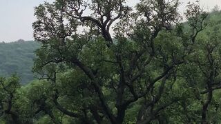 Alone tree 🌴