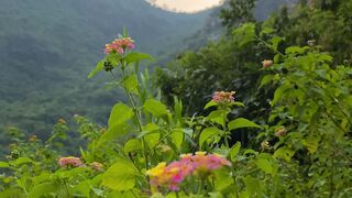 Mountain flowers