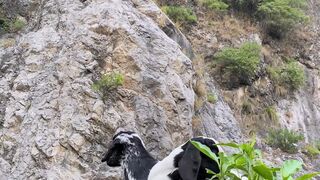 Goats 🐐 nature