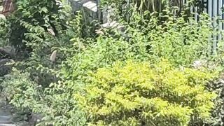 Nature Voices