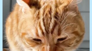 VEJÁ GATO COMENO SALMÃO