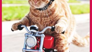 VEJÁ GATO ANDANO DE MOTO