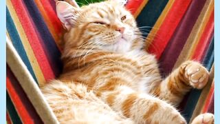 GATO DORMINO