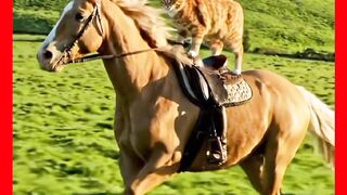 GATO ANDANO DE CAVALO