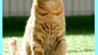 OLHA AI GATO FASENDO EM BAIXADINHA
