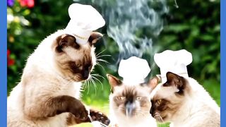 OLHA AI QUE LEGAL GATOS FAZENDO CHURRASCO