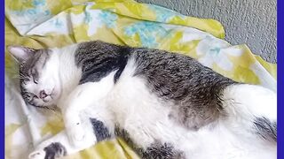 GATO MUITO FOUGADO