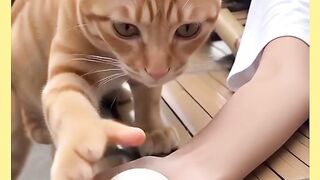 VEJÁ GATOS APRONTANO