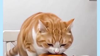 GATO COMEU TUDO FLANGO
