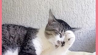 GATO MUITO LINDO