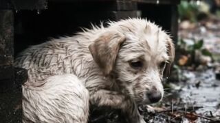 La casita para un cachorro construida con pallets reciclados durante una tarde lluviosa