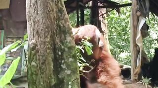 Esse é o maior orangotango já filmado na natureza