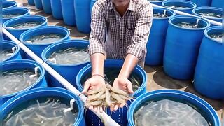 The Million-Dollar Agribusiness: Why Shrimp Farming in India is Booming