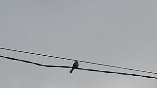 Bird negative footage