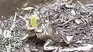 Cat Vs snake fight