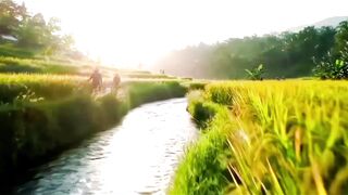 Golden Harvest in Terraced Rice Fields