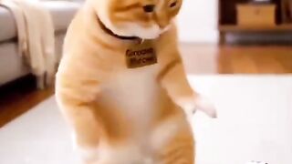 Funny cat 380