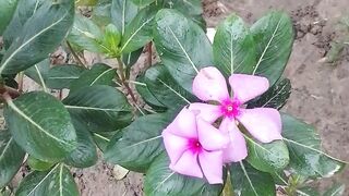 কি ফুল এগুলো