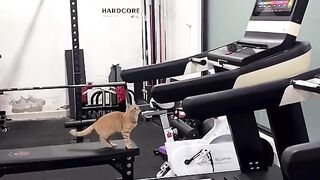 Welcome to the Cat Gym!