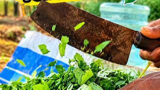 CHOPPING GREEN LEAVES FOR FERTILIZER