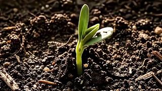 Pumpkin Growth Time Lapse 🎃 | From Tiny Flower to Giant Pumpkin