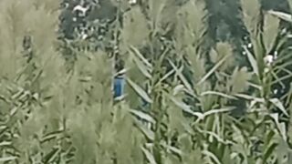 See THE NATURE