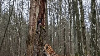 Building a Survival Shelter Inside a Tree | Bushcraft Survival