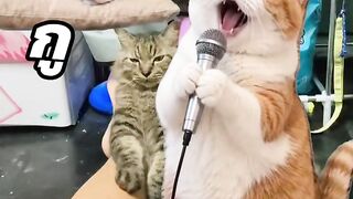 Comedy video 117