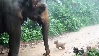 Elephent Help