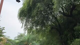 Greenery roads