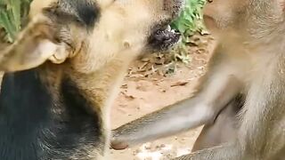 Dogs and Monkey