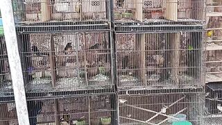 PASAR BURUNG