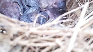 Tiny Baby Birds Waiting for Their Mother in a Cozy Nest 🐣❤️