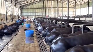 Jindwalaa Dairy