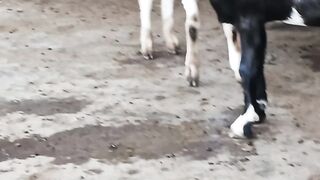 KAMBING DI JUAL BEBAS