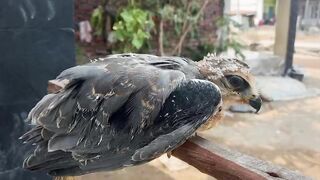 Anak ayam 2