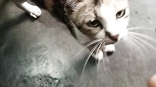 Kucing warung