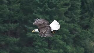 Bird fly