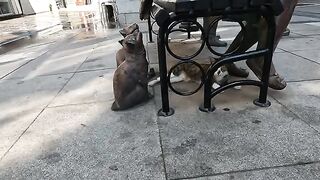 Stray cat always sitting next to the cat statues is meowing for food