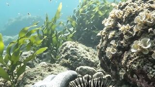 🐠 This Fish Came Closer Than Expected! 😲🌊