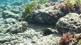 🐠 This Fish Came Closer Than Expected! 😲🌊 2