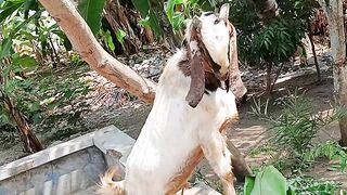 BERDIRINYA KAMBING PUTIH