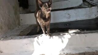 A talkatve stray cat that keeps meowing just to get my attention