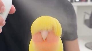 Bird grooming spot