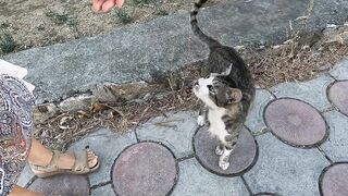 We Met the Stubbornest, Most Talkative Tomcat Ever!